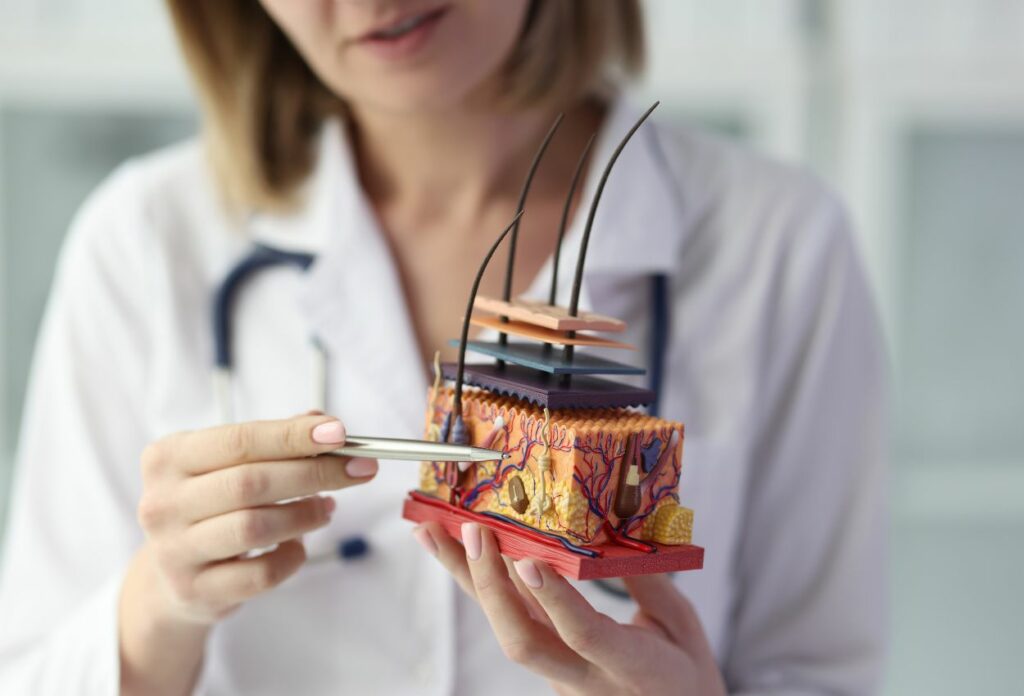 Dermatóloga mostrando con un bolígrafo una maqueta de las capas de la piel.